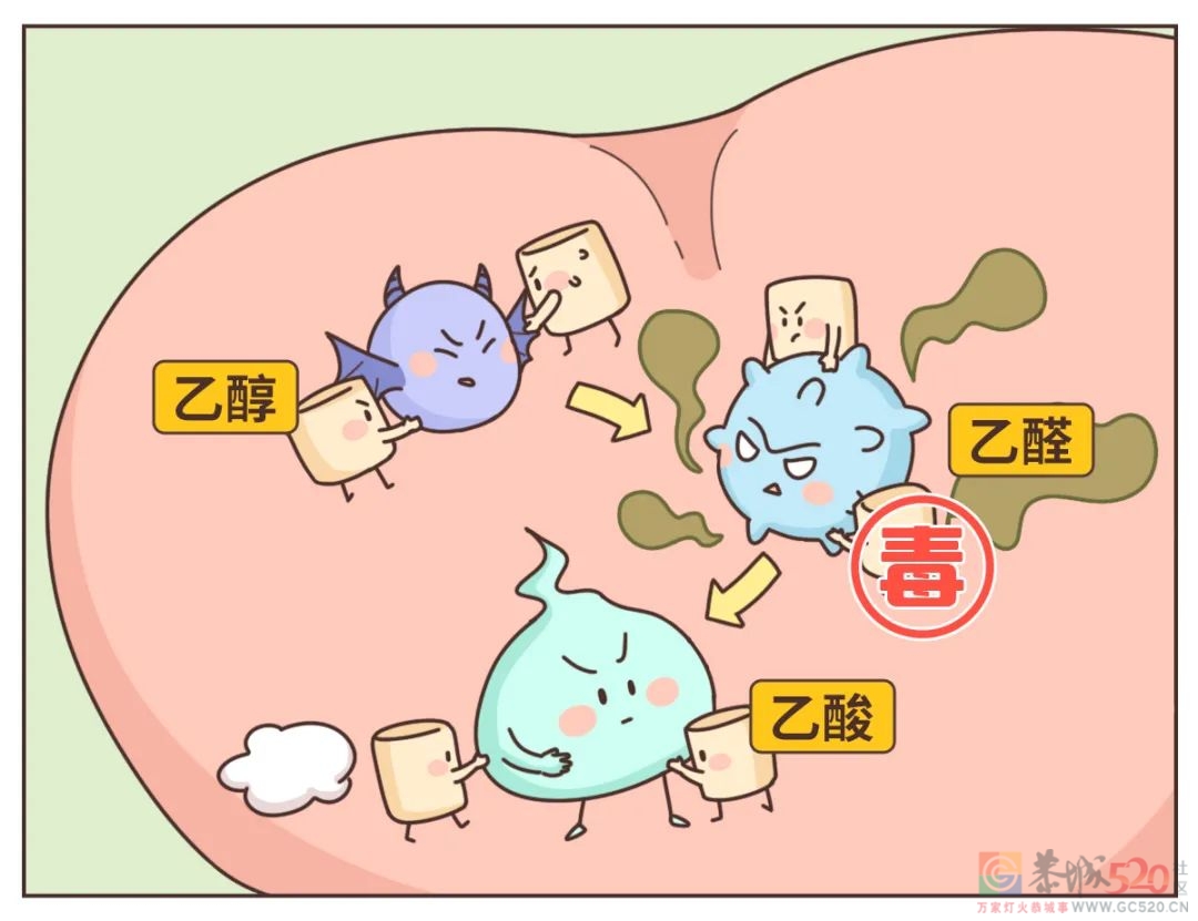 喝醉后的 12 小时，身体都发生了什么？782 / 作者:健康小天使 / 帖子ID:294759