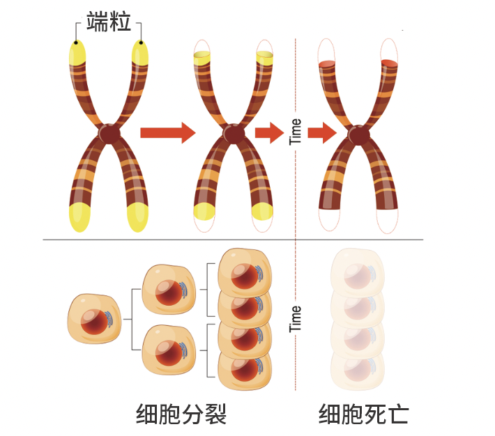 走路越快，人越年轻！新研究发现延缓衰老的秘密292 / 作者:健康小天使 / 帖子ID:294789