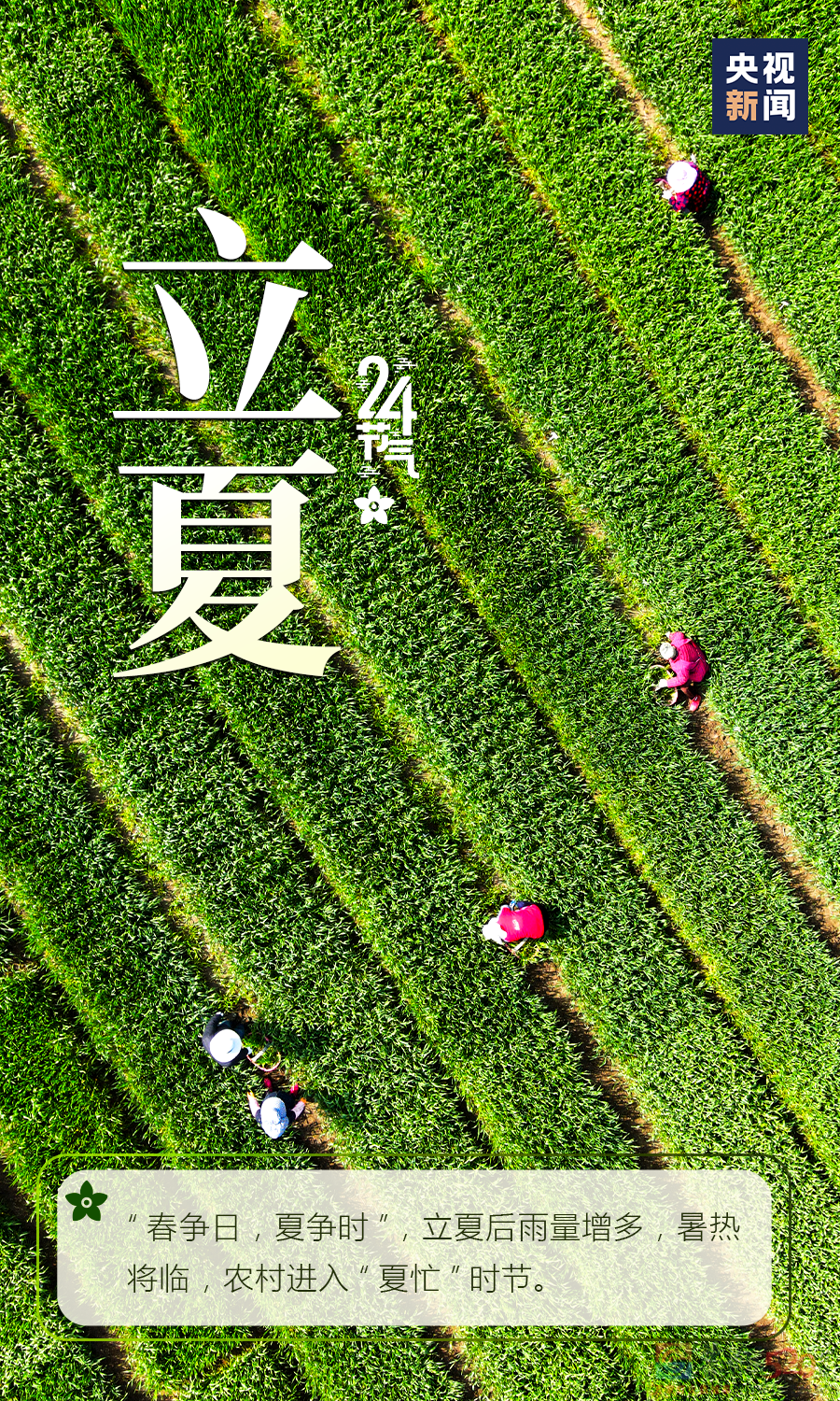 你好，夏天！338 / 作者:登山涉水 / 帖子ID:295092