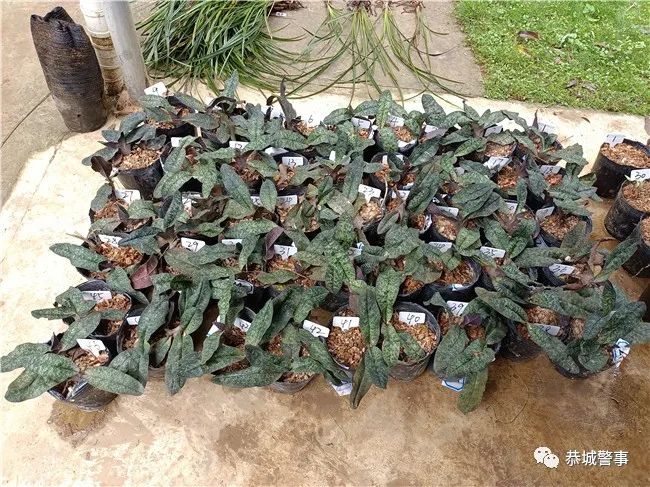 恭城警方破获系列“危害国家重点保护植物”案，一举查获832株兰花！140 / 作者:论坛小编01 / 帖子ID:295902