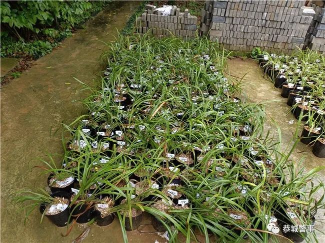 恭城警方破获系列“危害国家重点保护植物”案，一举查获832株兰花！14 / 作者:论坛小编01 / 帖子ID:295902