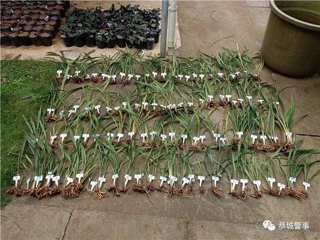 恭城警方破获系列“危害国家重点保护植物”案，一举查获832株兰花！506 / 作者:论坛小编01 / 帖子ID:295902