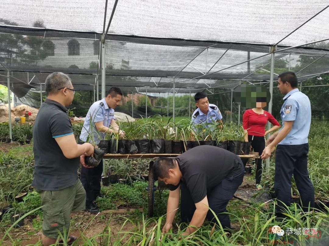 恭城警方破获系列“危害国家重点保护植物”案，一举查获832株兰花！932 / 作者:论坛小编01 / 帖子ID:295902