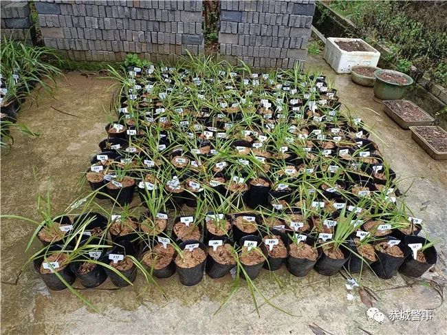 恭城警方破获系列“危害国家重点保护植物”案，一举查获832株兰花！706 / 作者:论坛小编01 / 帖子ID:295902