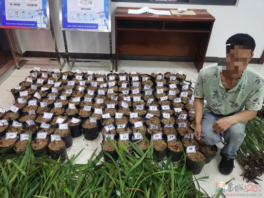恭城警方破获系列“危害国家重点保护植物”案，一举查获832株兰花！267 / 作者:论坛小编01 / 帖子ID:295902