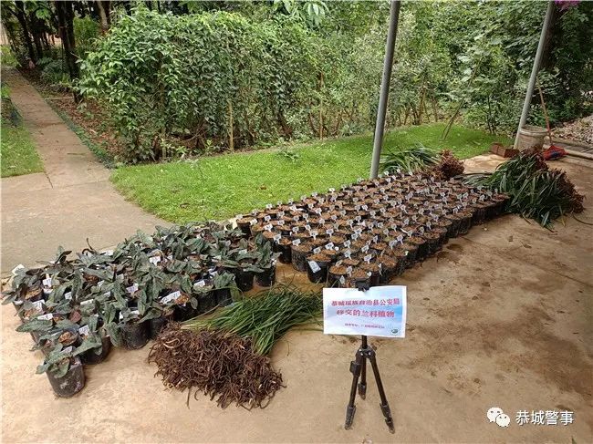 恭城警方破获系列“危害国家重点保护植物”案，一举查获832株兰花！939 / 作者:论坛小编01 / 帖子ID:295902