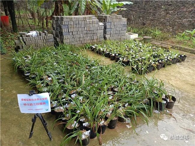 恭城警方破获系列“危害国家重点保护植物”案，一举查获832株兰花！271 / 作者:论坛小编01 / 帖子ID:295902