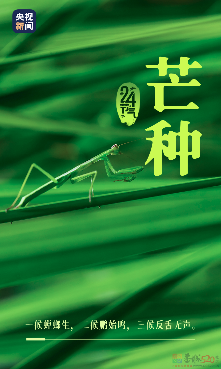 今日，芒种349 / 作者:登山涉水 / 帖子ID:296106