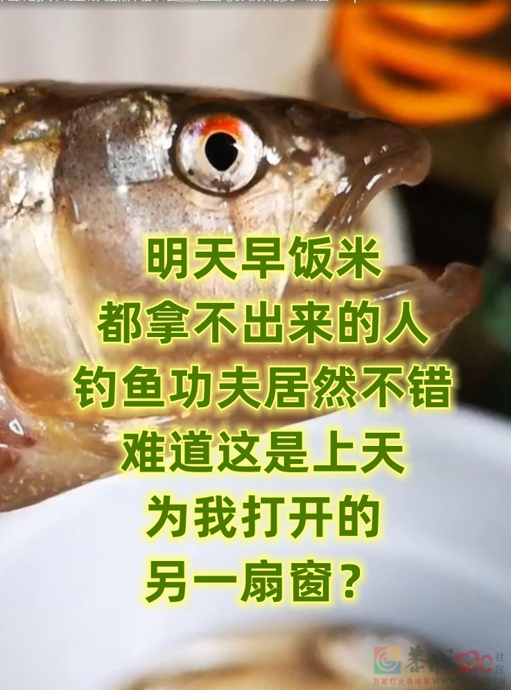 《明天早饭米都拿不出来的人，钓鱼功夫居然不错，难道这是上天为我打开的另一扇窗？》263 / 作者:MDG / 帖子ID:296170
