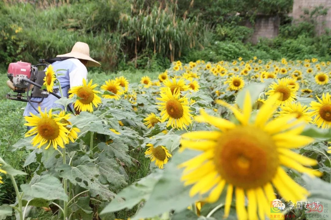 恭城虎溪三年来坚持一件事成了“网红打卡地”74 / 作者:论坛小编01 / 帖子ID:297546