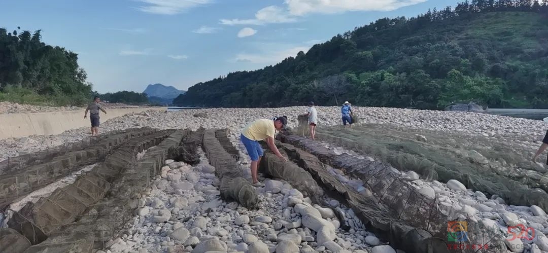 非法捕捞不可取！恭城镇开展主干河道地笼整治行动973 / 作者:论坛小编01 / 帖子ID:298060