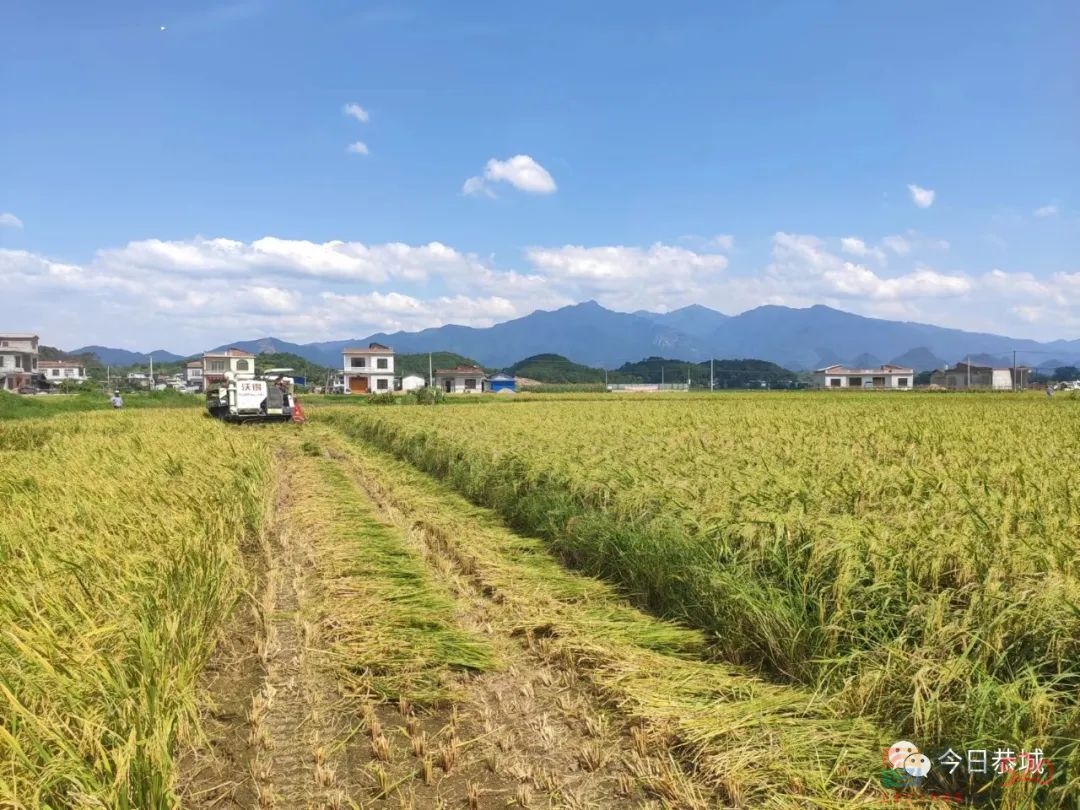栗木镇：早稻喜丰收 村民收获忙924 / 作者:论坛小编01 / 帖子ID:298296