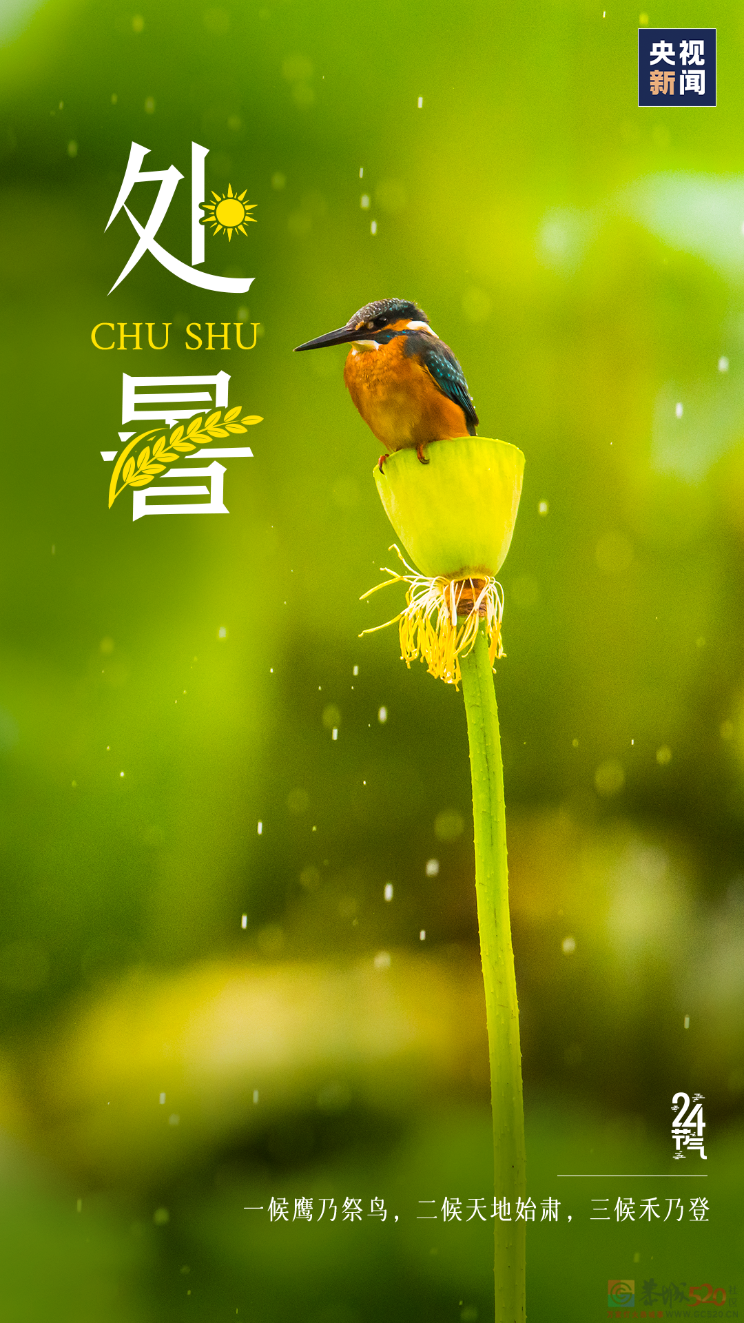 今日，处暑697 / 作者:登山涉水 / 帖子ID:298720