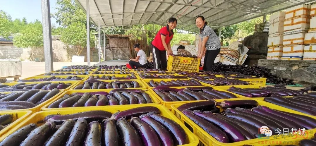 三江乡栗田村：发展短平快特色产业 稳定脱贫成果有靠山705 / 作者:论坛小编01 / 帖子ID:298873