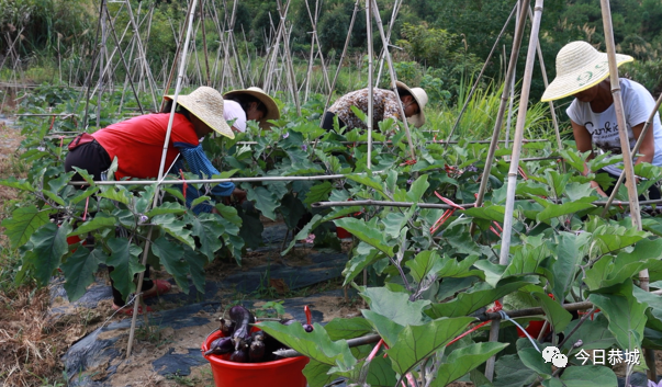 三江乡栗田村：发展短平快特色产业 稳定脱贫成果有靠山318 / 作者:论坛小编01 / 帖子ID:298873