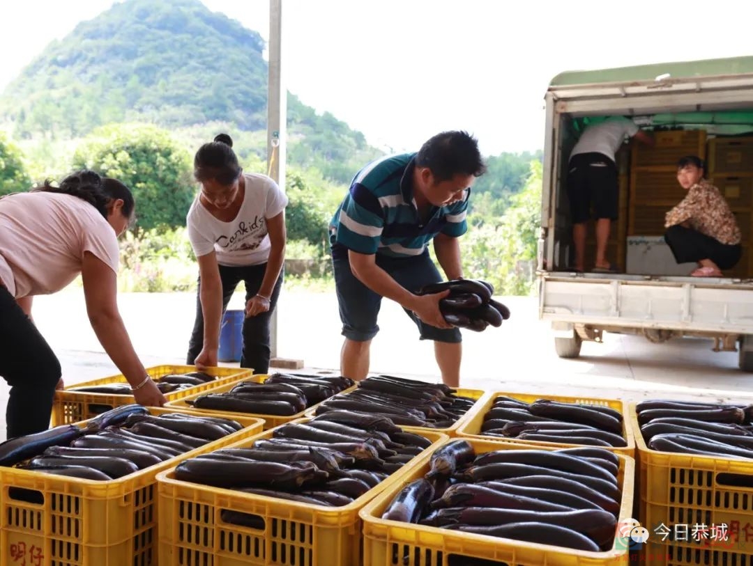 三江乡栗田村：发展短平快特色产业 稳定脱贫成果有靠山240 / 作者:论坛小编01 / 帖子ID:298873