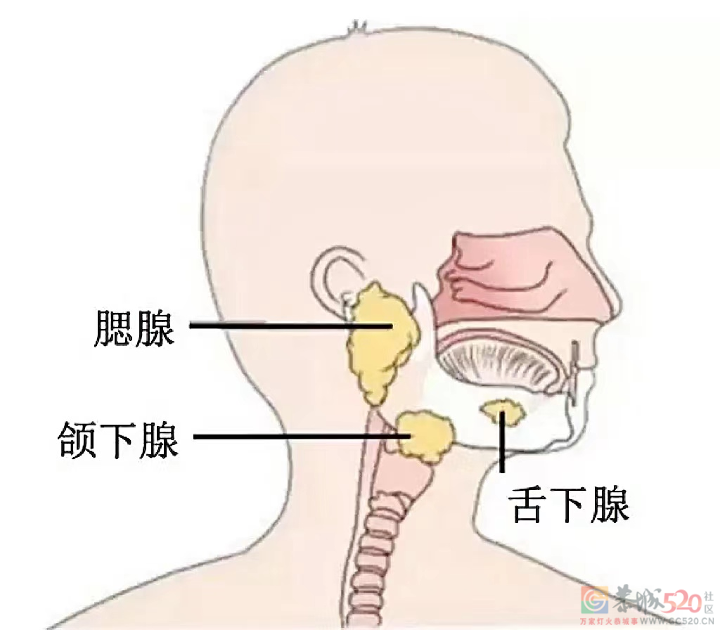 醒来后枕头上的“口水印”，提醒你可能有5种病593 / 作者:健康小天使 / 帖子ID:299713