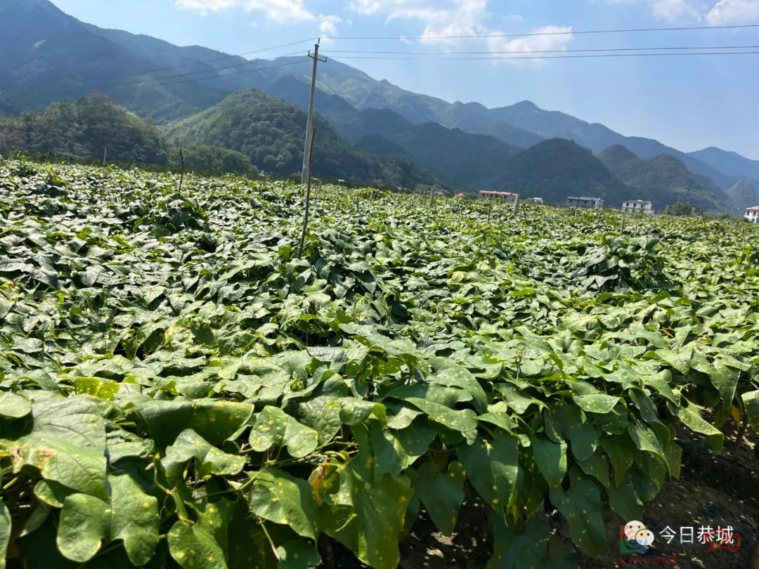 果香庆丰收613 / 作者:论坛小编01 / 帖子ID:299840