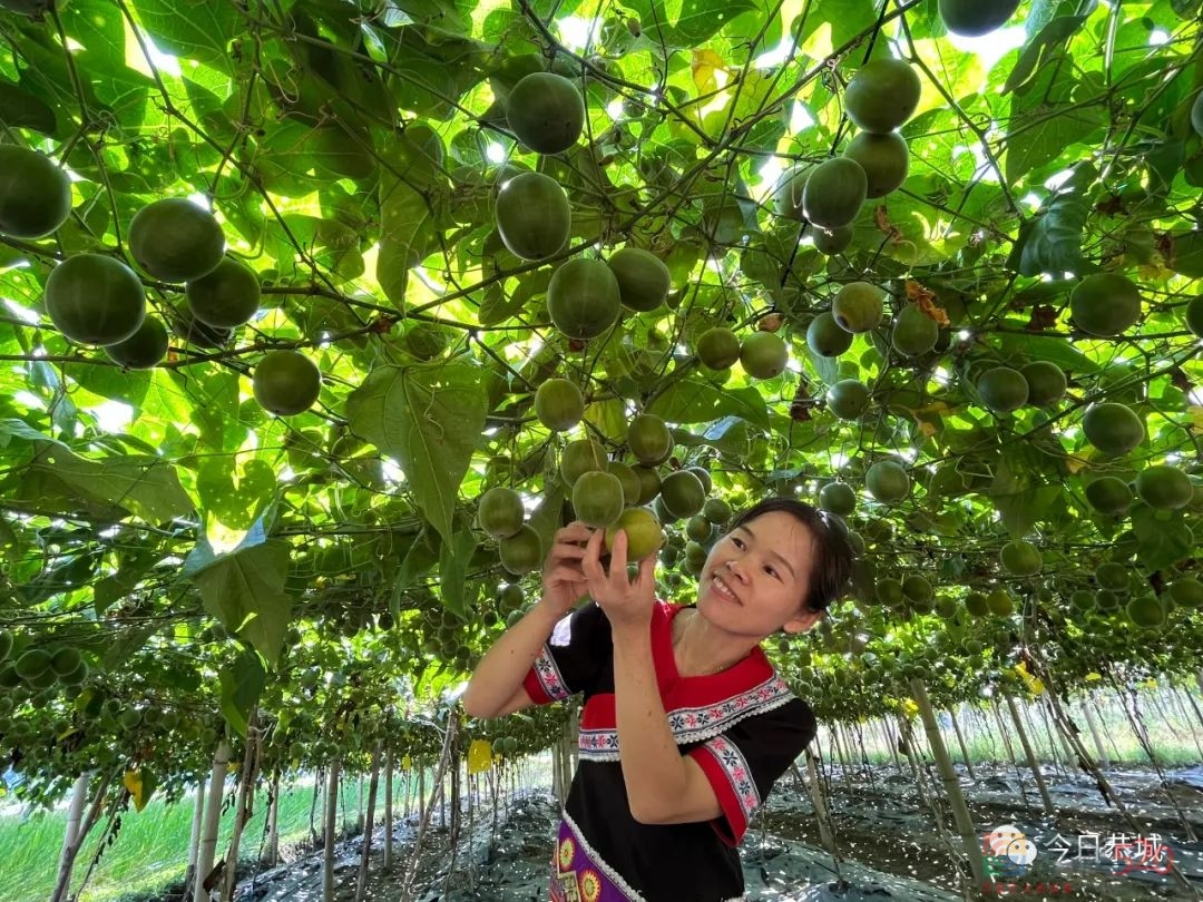 果香庆丰收577 / 作者:论坛小编01 / 帖子ID:299840