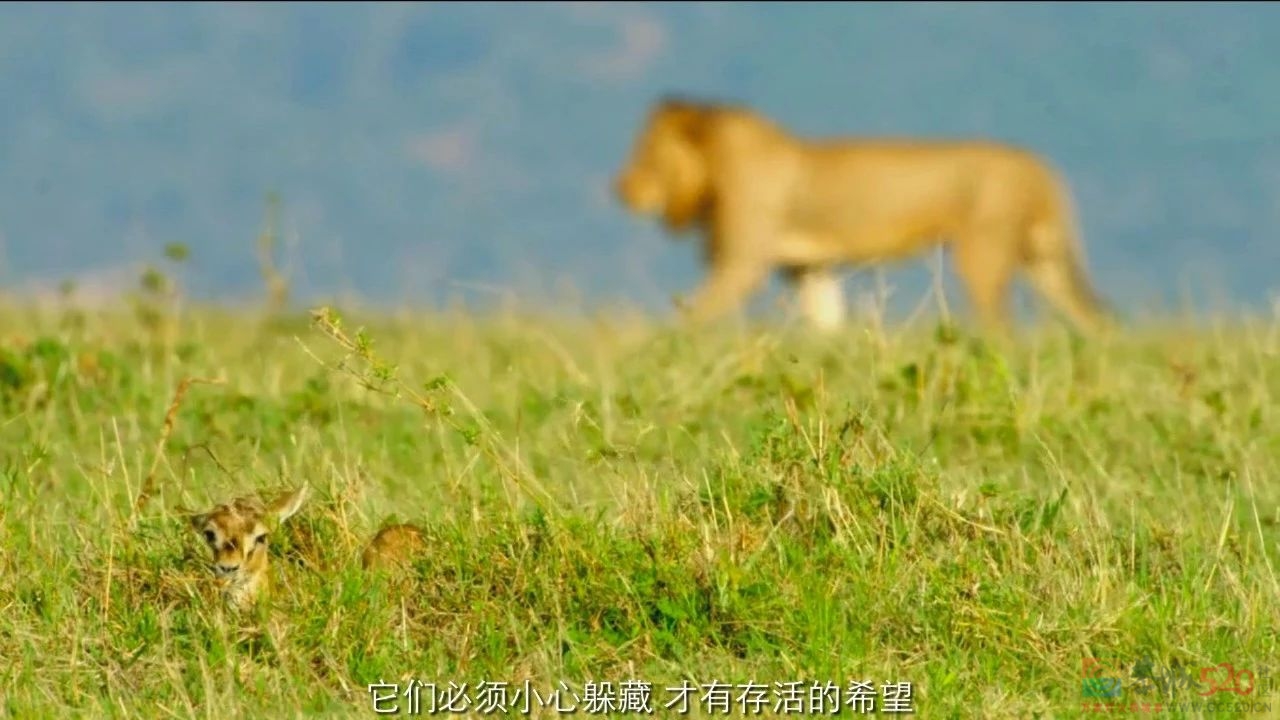 9.4分神作，但我不建议未成年观看......596 / 作者:该做的事情 / 帖子ID:300000