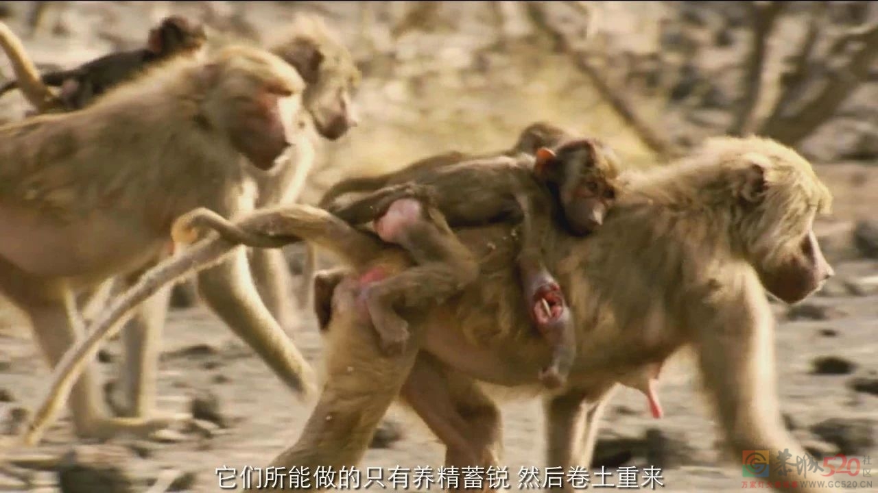 9.4分神作，但我不建议未成年观看......592 / 作者:该做的事情 / 帖子ID:300000