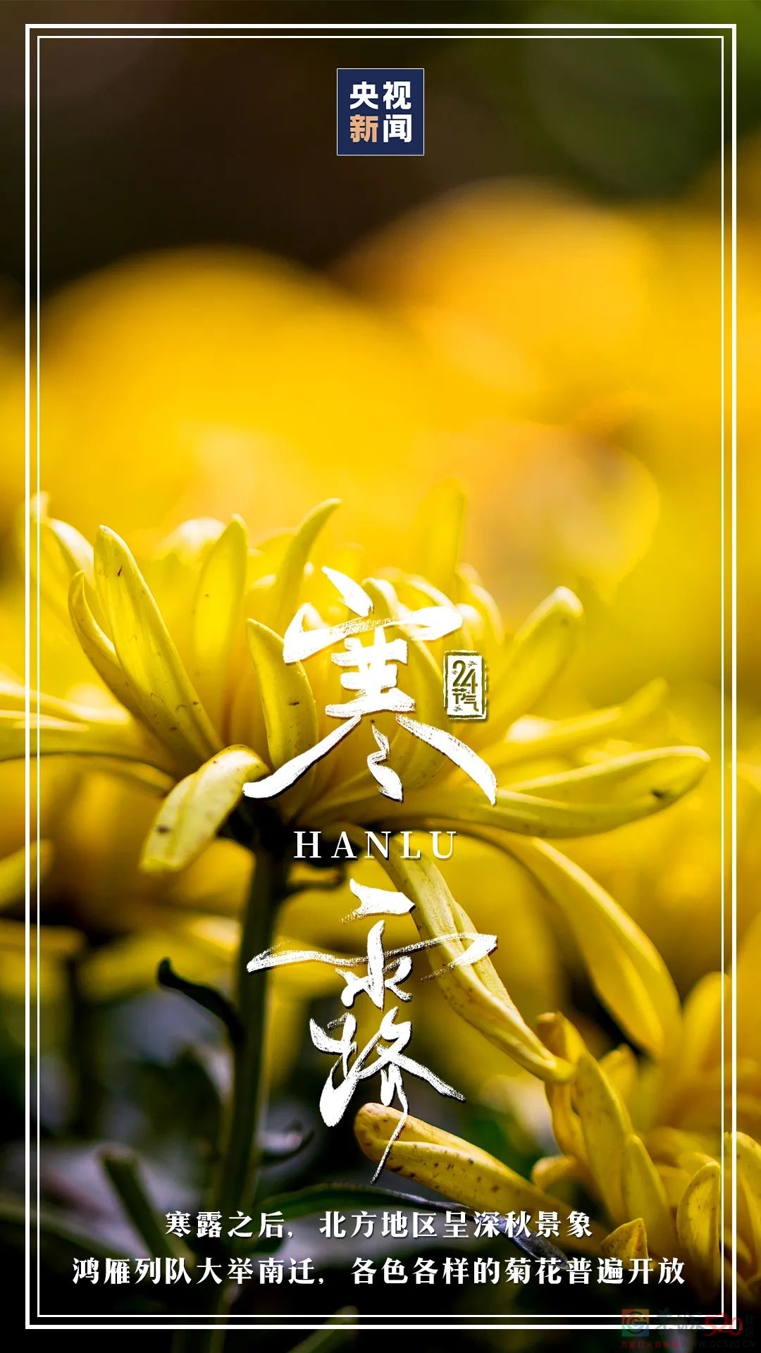 今日寒露832 / 作者:登山涉水 / 帖子ID:300149