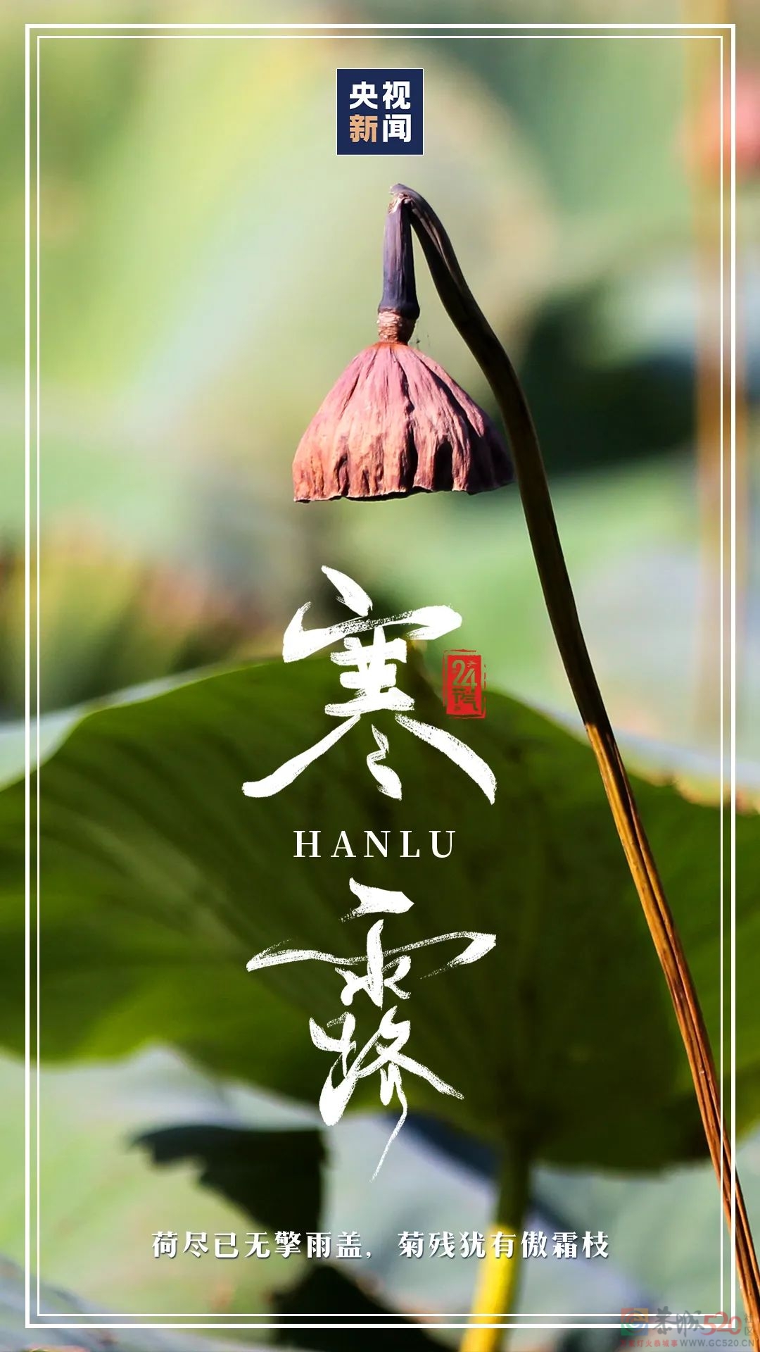 今日寒露985 / 作者:登山涉水 / 帖子ID:300149