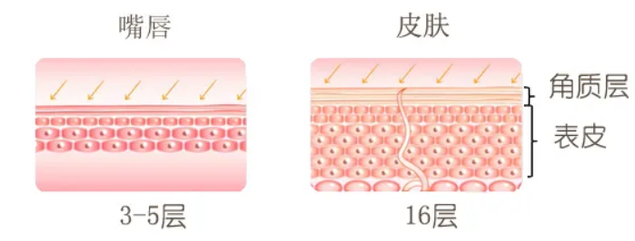 这块全身最“薄”的皮肤，一到秋冬就加速变老991 / 作者:健康小天使 / 帖子ID:300547