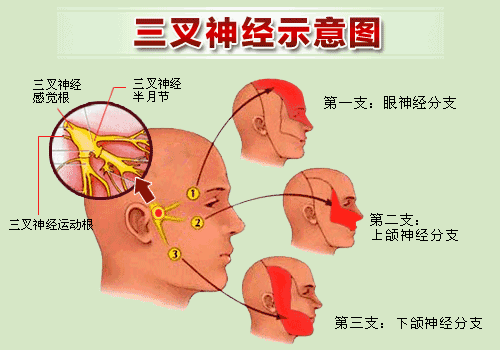 你的“牙疼”可能和牙无关，迅速排查这种神经疾病96 / 作者:健康小天使 / 帖子ID:301328