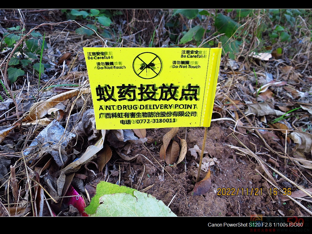 恭城的蚂蚁是否多到成灾了？768 / 作者:平安大叔 / 帖子ID:301634