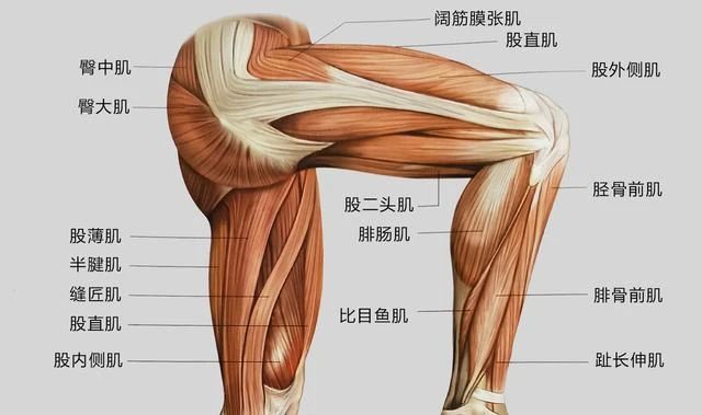 女性“攒”肌肉的独特好处：心血管功能更强674 / 作者:健康小天使 / 帖子ID:302074