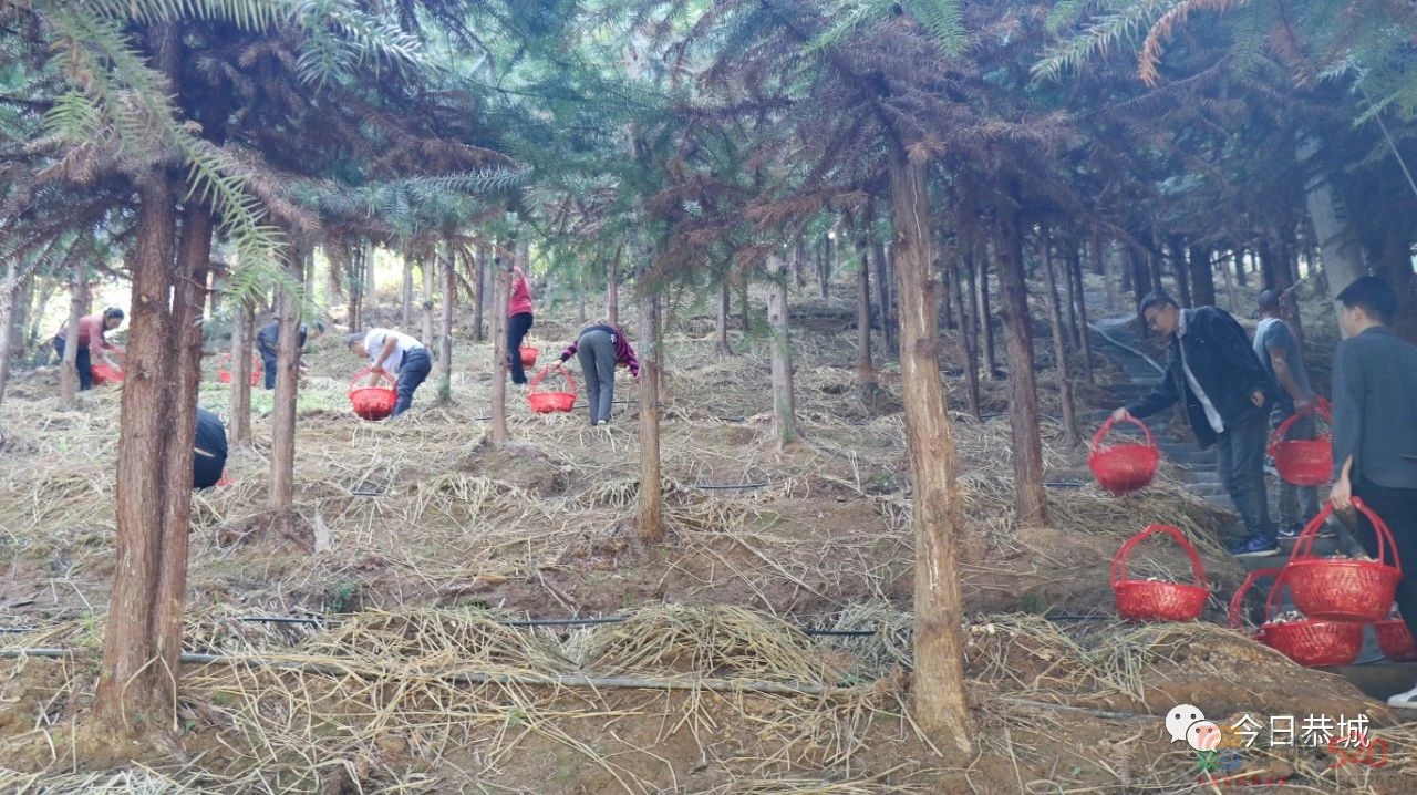 林下赤松茸，撑开“致富伞”247 / 作者:论坛小编01 / 帖子ID:302165