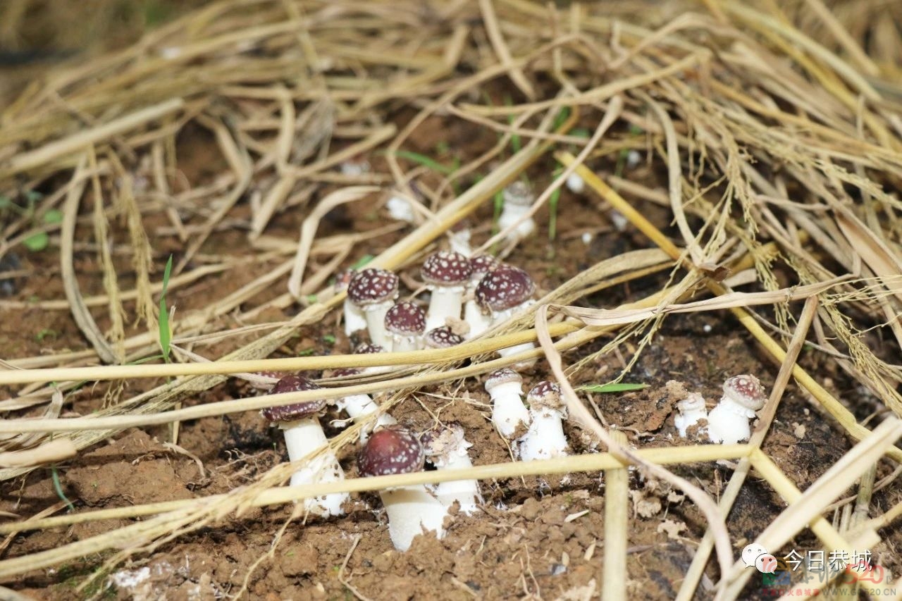 林下赤松茸，撑开“致富伞”847 / 作者:论坛小编01 / 帖子ID:302165