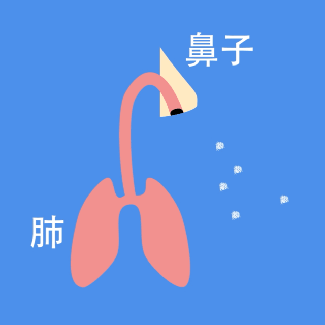 感染后抗体能维持多久？防二次感染关键在“鼻子”624 / 作者:健康小天使 / 帖子ID:302743