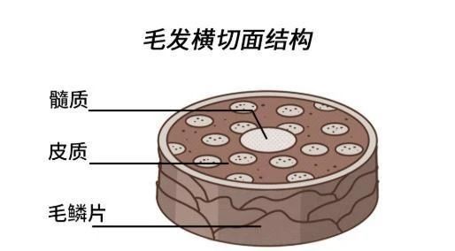 一次性、半永久、永久染发，哪个更伤头发？233 / 作者:健康小天使 / 帖子ID:303405