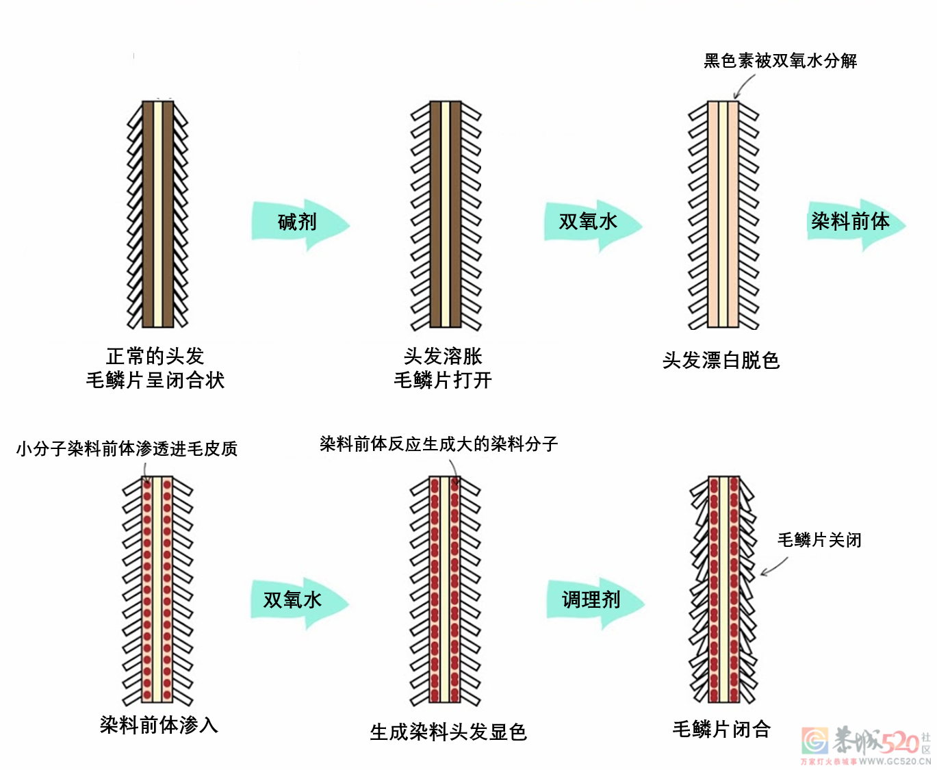 一次性、半永久、永久染发，哪个更伤头发？64 / 作者:健康小天使 / 帖子ID:303405