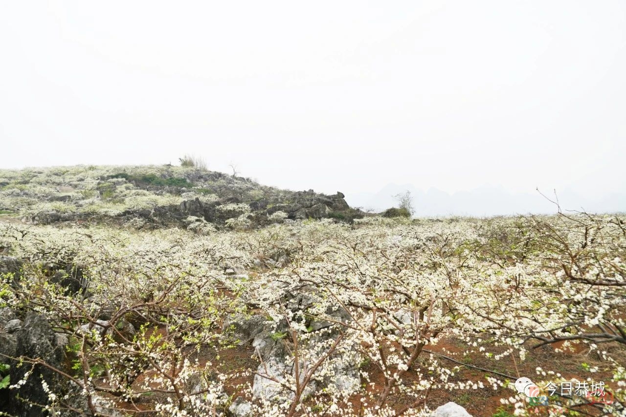 春耕备耕忙起来，不负春耕好时光318 / 作者:论坛小编01 / 帖子ID:303925