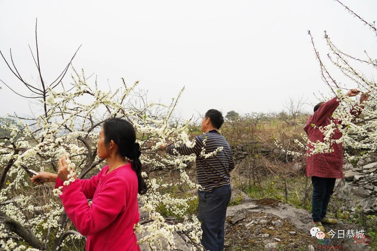 春耕备耕忙起来，不负春耕好时光965 / 作者:论坛小编01 / 帖子ID:303925