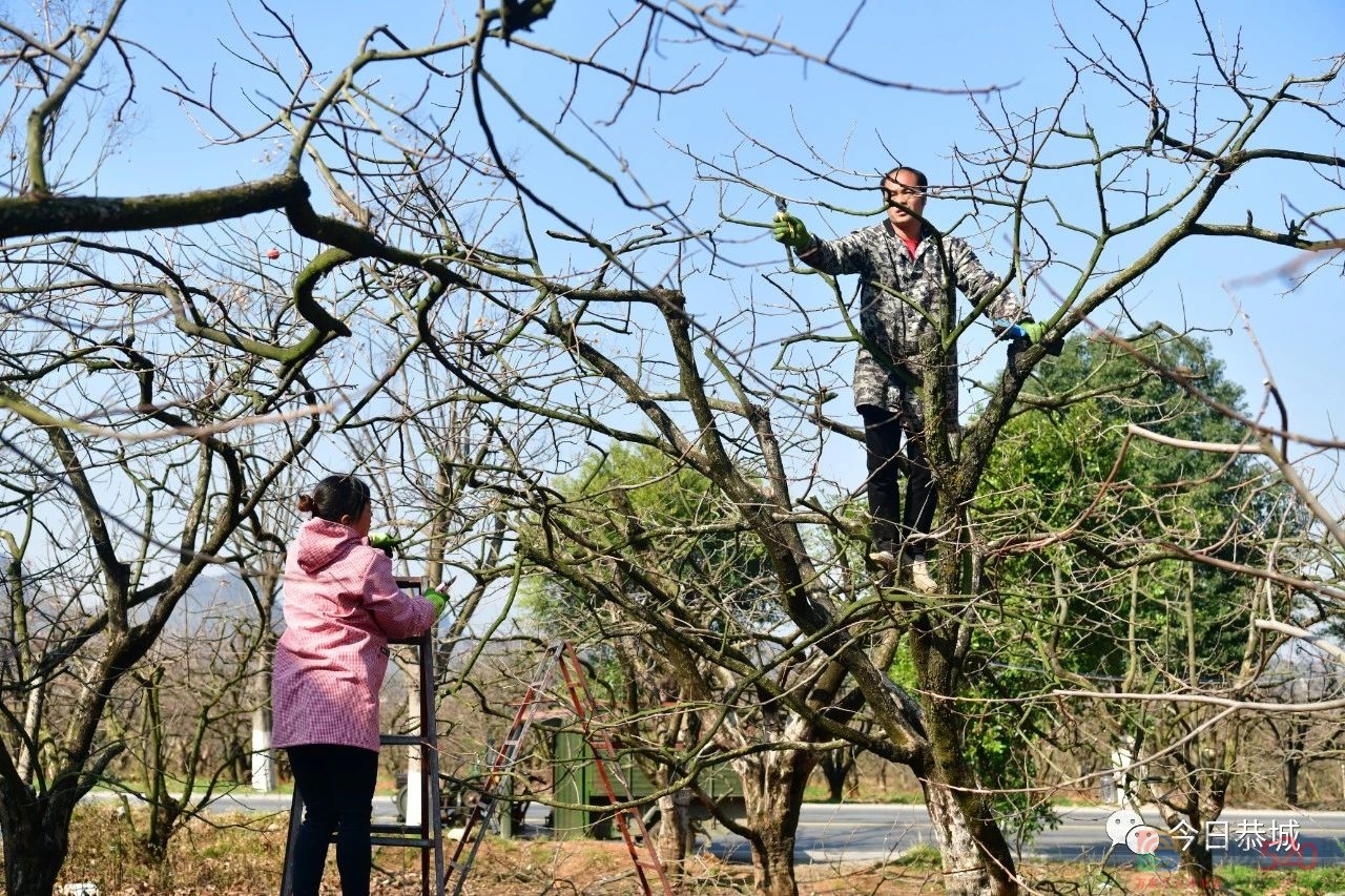 正月里农耕忙562 / 作者:论坛小编01 / 帖子ID:304023
