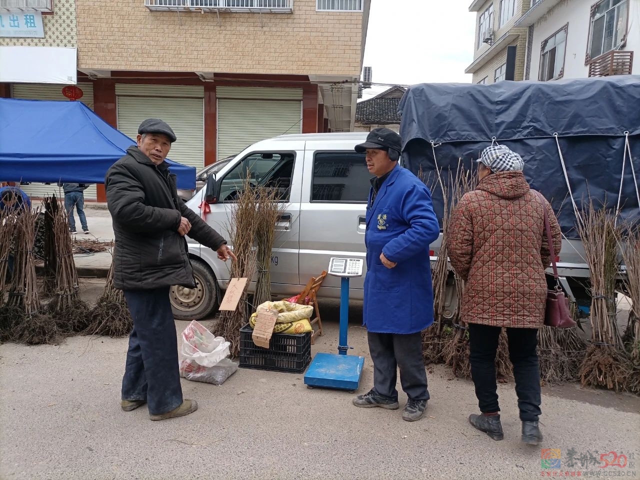 西岭镇：春暖备耕忙  苗木销售旺821 / 作者:论坛小编01 / 帖子ID:304263