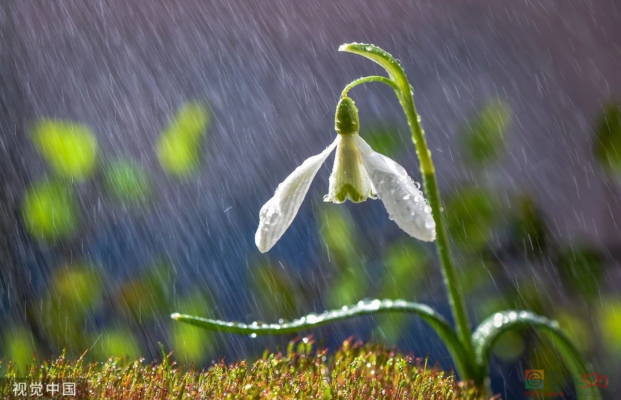 今日雨水956 / 作者:登山涉水 / 帖子ID:304383