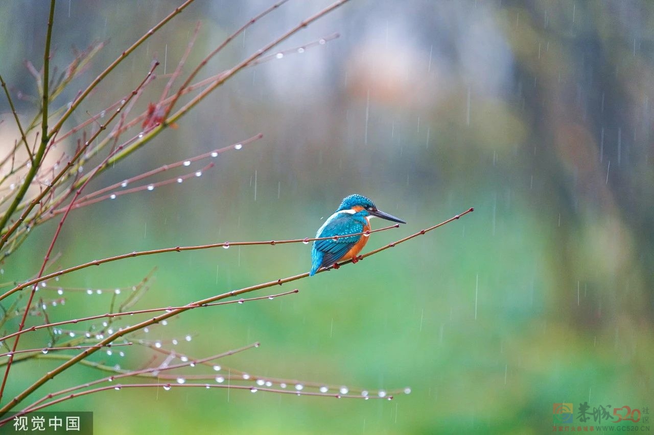今日雨水421 / 作者:登山涉水 / 帖子ID:304383