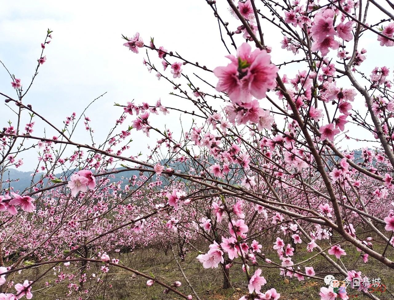 龙虎乡龙岭村桃花盛开春意浓940 / 作者:论坛小编01 / 帖子ID:304632