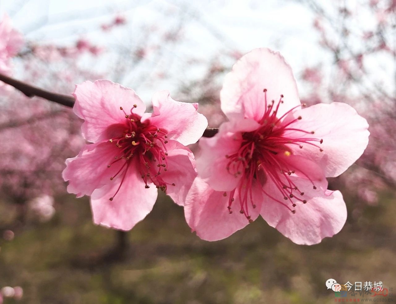 龙虎乡龙岭村桃花盛开春意浓570 / 作者:论坛小编01 / 帖子ID:304632