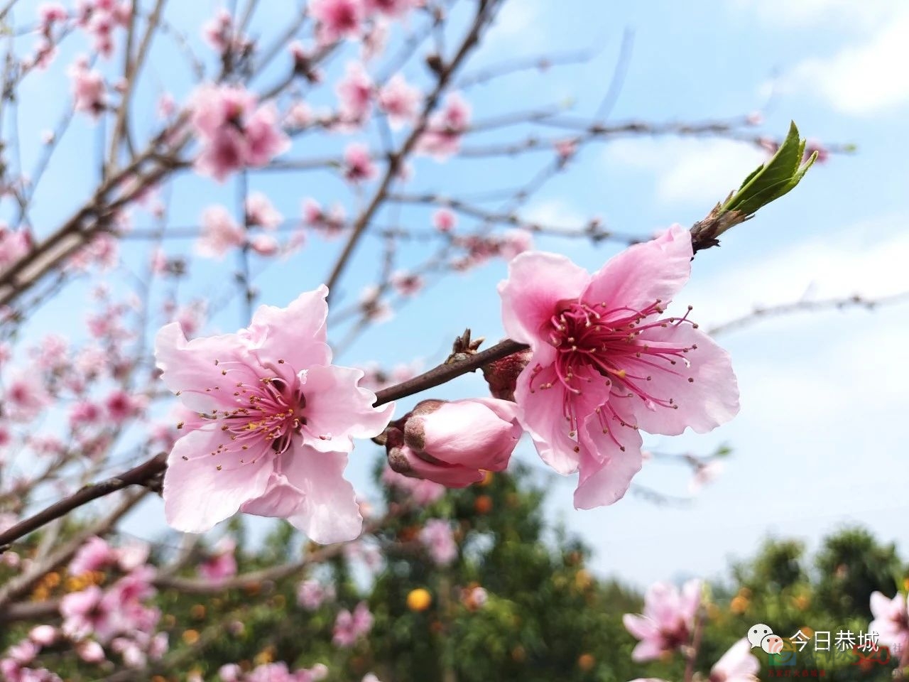 龙虎乡龙岭村桃花盛开春意浓431 / 作者:论坛小编01 / 帖子ID:304632