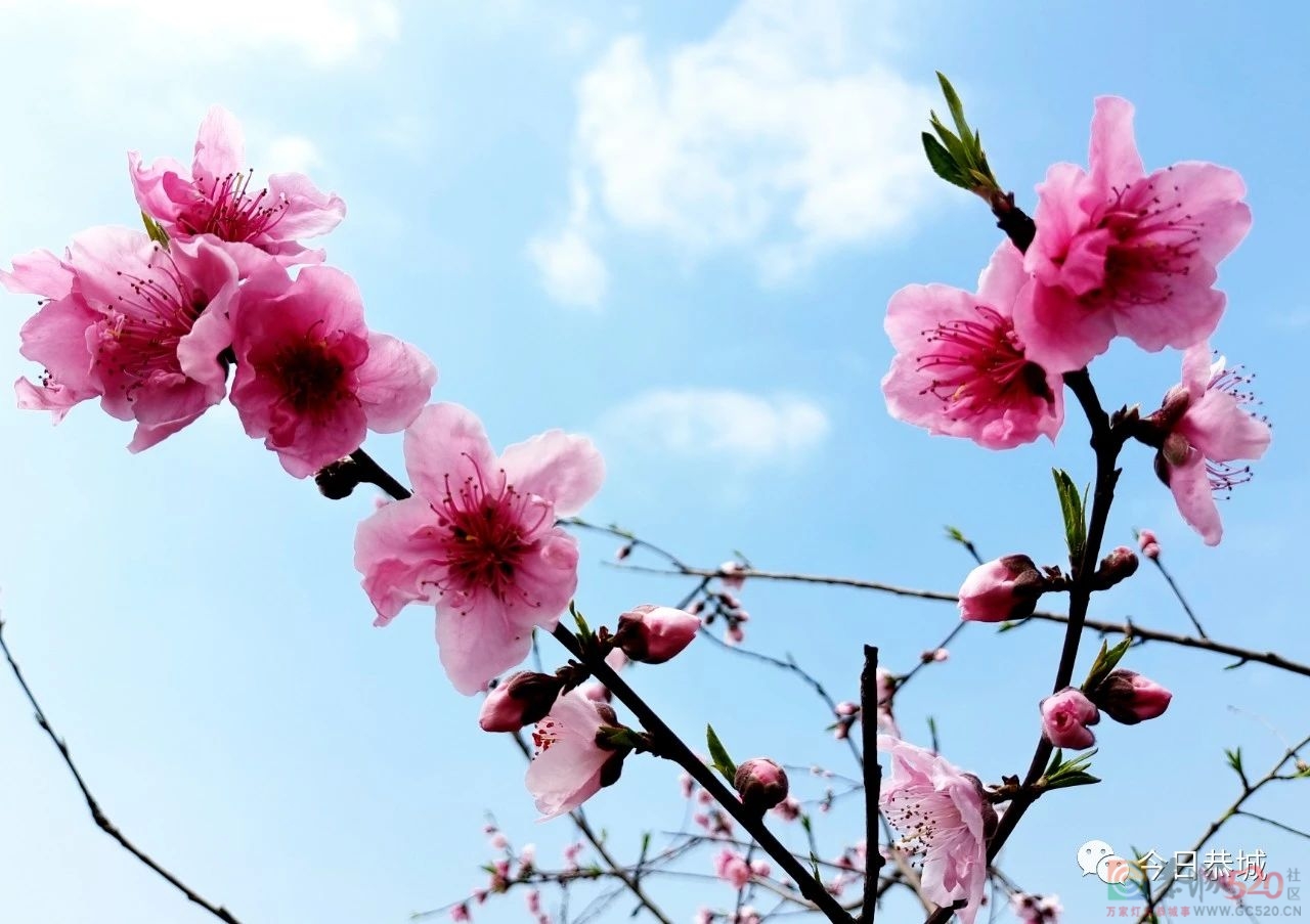 龙虎乡龙岭村桃花盛开春意浓982 / 作者:论坛小编01 / 帖子ID:304632