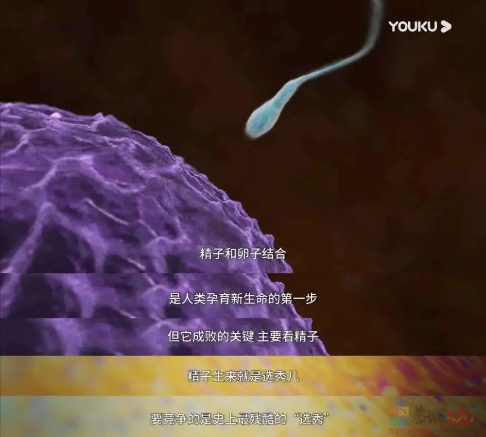 人类高质量男性，捐精失败466 / 作者:儿时的回忆 / 帖子ID:304767