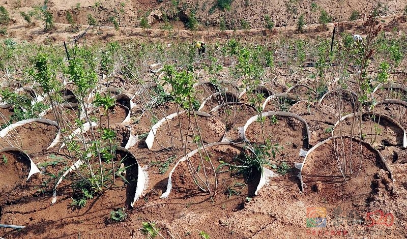 中国人种树有多牛？186 / 作者:登山涉水 / 帖子ID:305020