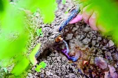 中国人种树有多牛？50 / 作者:登山涉水 / 帖子ID:305020