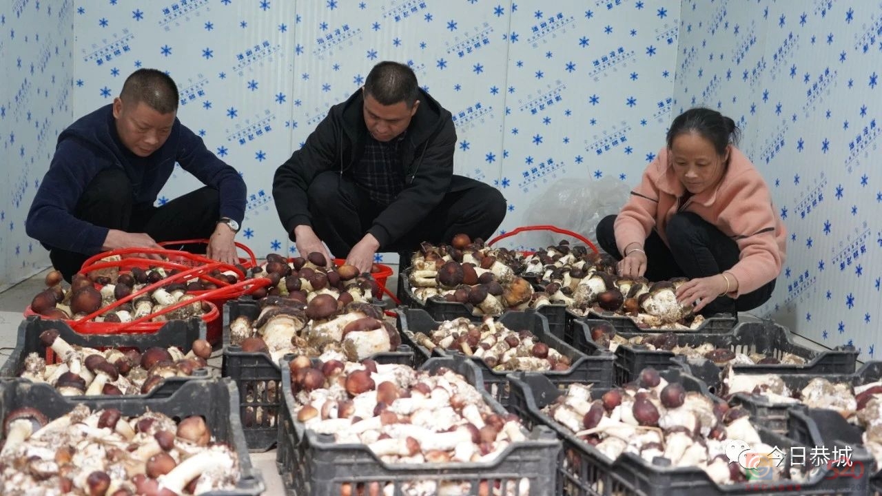 小小赤松茸撑起产业振兴致富伞878 / 作者:论坛小编01 / 帖子ID:305628